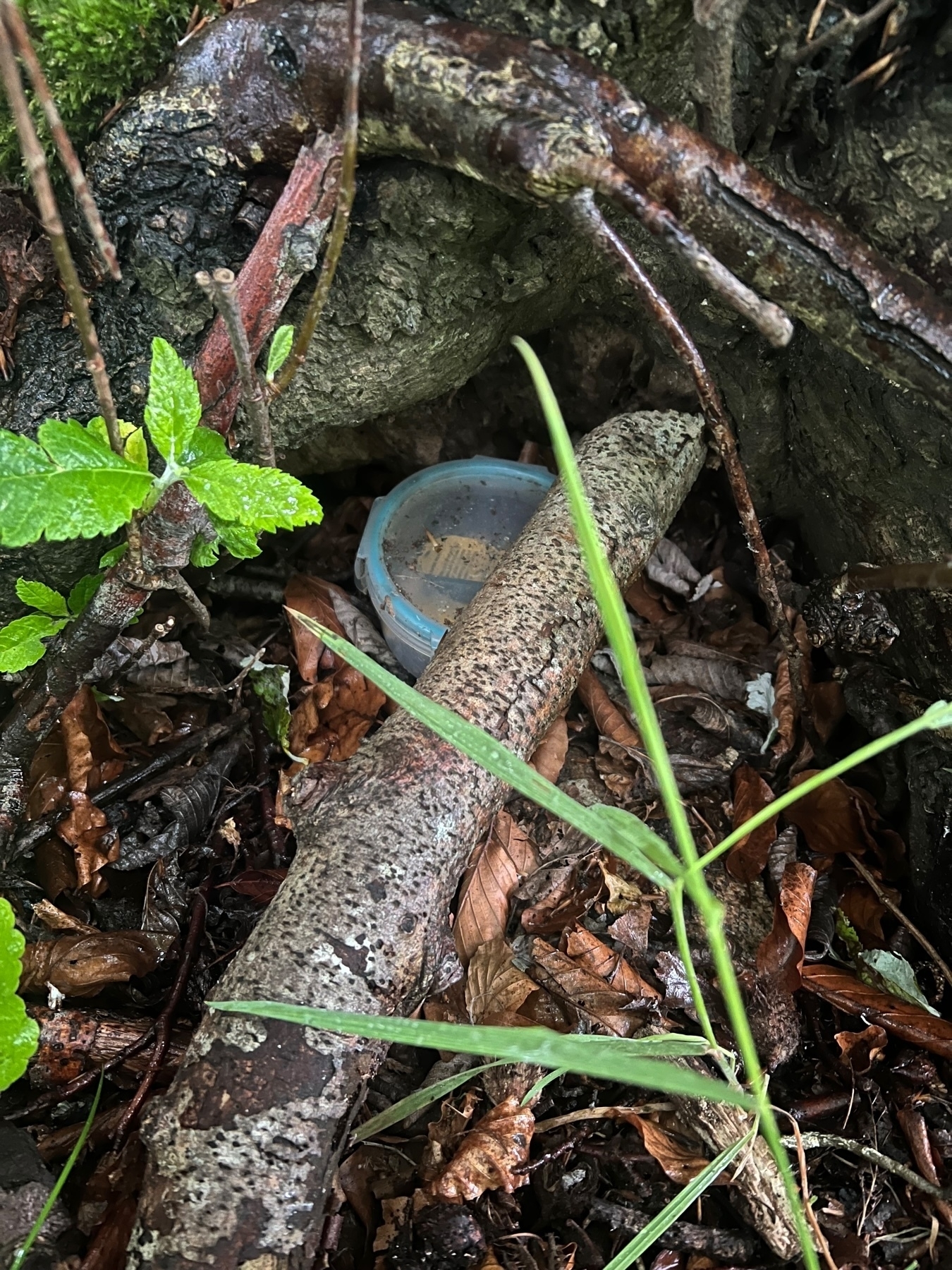 A small blue container is nestled among roots and leaves at the base of a tree.